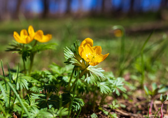 Small yellow flower in nature