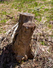 Stump from a sawn tree in nature