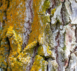 Moss on tree bark as background