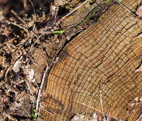 Stump from a sawn tree in nature