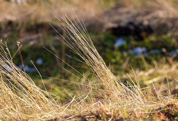 Dry yellow grass in the spring nature