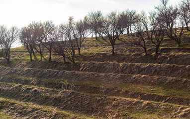 Bare tree in the steppe