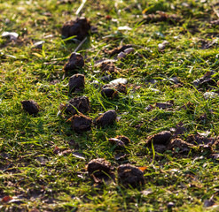 Poop animal on the grass in the park