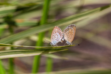 A mating pair of small butterfly, perching on the tip of a green plant, closeup. Indonesia
