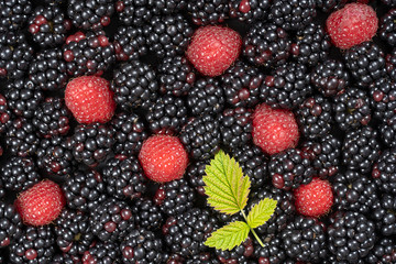 Background from fresh organic blackberries and raspberries, close up. Top view blackberry and raspberry