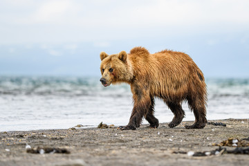 Obraz premium Ruling the landscape, brown bears of Kamchatka (Ursus arctos beringianus)
