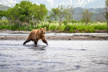 Ruling the landscape, brown bears of Kamchatka (Ursus arctos beringianus)