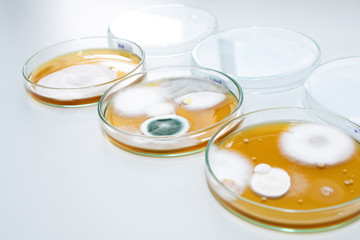 Molds colonies culture in petri dishes with mea malt extract agar. Fungus growth in plate of Medical tests or Laboratory experiment.