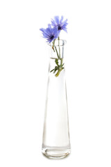Cichorium in studio