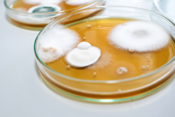 Molds colonies culture in petri dish with mea malt extract agar. Closeup fungus growth in plate of laboratory experiment. 