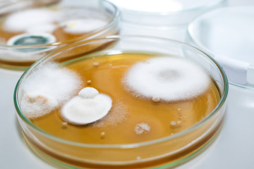 Molds colonies culture in petri dishes with mea malt extract agar. Fungus growth in plate of Medical tests or Laboratory experiment.