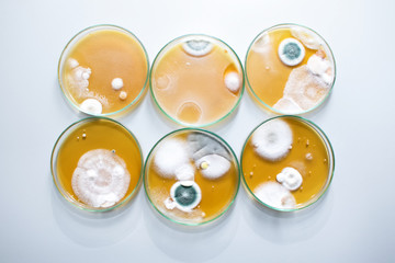 Molds colonies culture in petri dishes with mea malt extract agar. Top view of fungus growth in plate of Medical tests or Laboratory experiment.