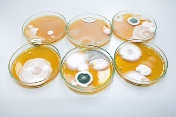 Molds colonies culture in petri dishes with mea malt extract agar. Fungus growth in plate of Medical tests or Laboratory experiment.