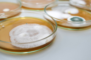 Molds colonies culture in petri dishes with mea malt extract agar. Fungus growth in plate of Medical tests or Laboratory experiment.
