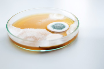 Molds colonies culture in petri dish with mea malt extract agar. Closeup fungus growth in plate of laboratory experiment. 