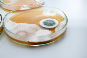 Molds colonies culture in petri dish with mea malt extract agar. Closeup fungus growth in plate of laboratory experiment. 