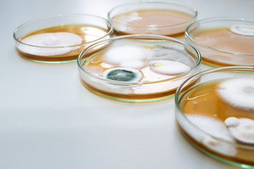 Molds colonies culture in petri dishes with mea malt extract agar. Fungus growth in plate of Medical tests or Laboratory experiment.