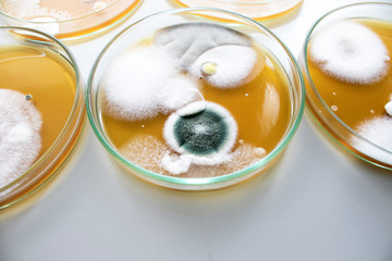 Molds colonies culture in petri dishes with mea malt extract agar. Fungus growth in plate of Medical tests or Laboratory experiment.