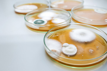 Fototapeta na wymiar Molds colonies culture in petri dishes with mea malt extract agar. Fungus growth in plate of Medical tests or Laboratory experiment.