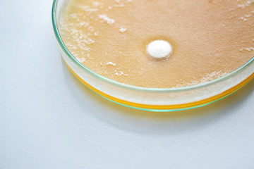 Molds colonies culture in petri dish with mea malt extract agar. Closeup fungus growth in plate of laboratory experiment. 