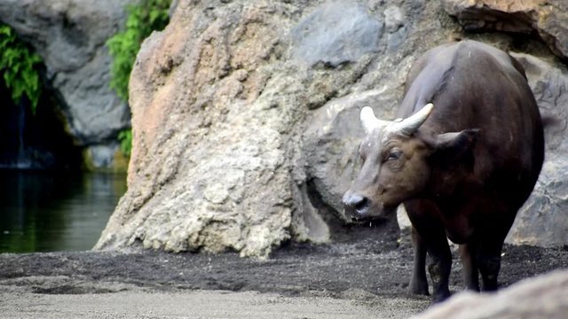 The African forest buffalo (Syncerus caffer nanus), also known as the dwarf buffalo and the Congo buffalo, is the smallest subspecies of the African buffalo.