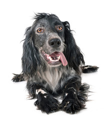 english setter in studio