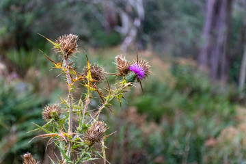 flowers in the mountain