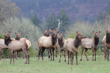 Obraz na płótnie Canvas herd of elk