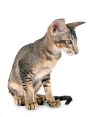 oriental kitten in studio