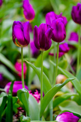 Fototapeta na wymiar Purple Tulip Flower with Green Leaf Background
