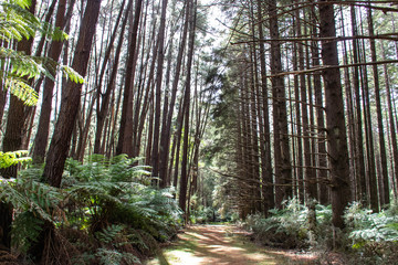 Obraz premium trees in the forest