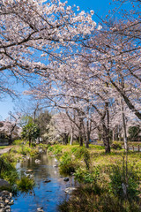 桜咲く根川緑道の風景