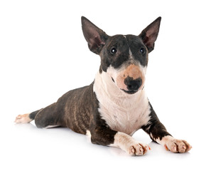 miniature bull terrier in studio