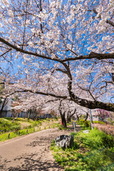 Fototapeta na wymiar 桜咲く根川緑道の風景