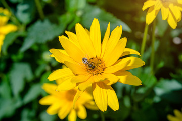      A yellow daisy blooms in the country garden 