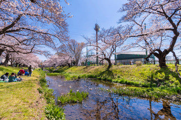 桜咲く根川緑道 青空と川のせせらぎ