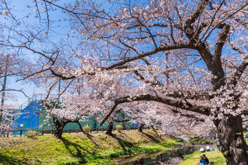 桜咲く根川緑道の風景
