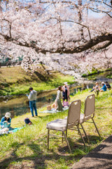 桜が満開に咲く根川緑道のベンチ