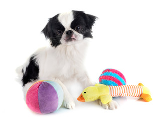 Japanese Chin in studio