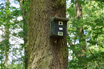 birdhouse in the autumn forest