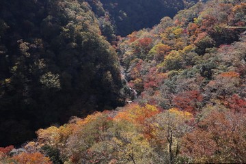 Fototapeta na wymiar 紅葉と山