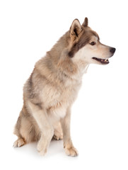 siberian husky in studio