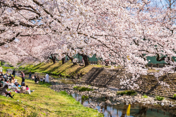 桜咲く根川緑道の風景