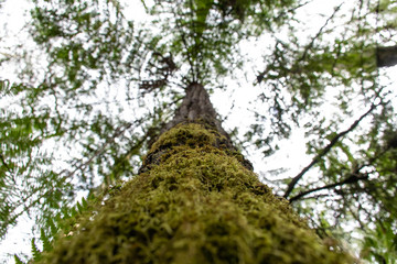 old tree in the park