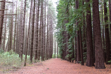 redwood forest in Australia