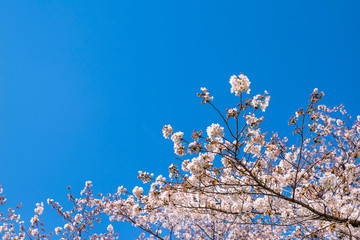 青空と根川緑道の満開の桜