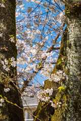 根川緑道の桜