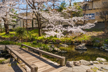 桜咲く根川緑道の風景