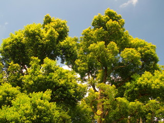 夏の楠と青空