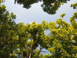 Fototapeta premium 夏の公園の楠と青空